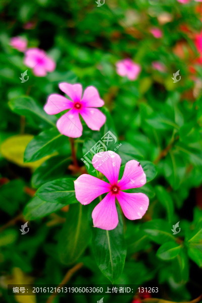 长春花,粉紫色花