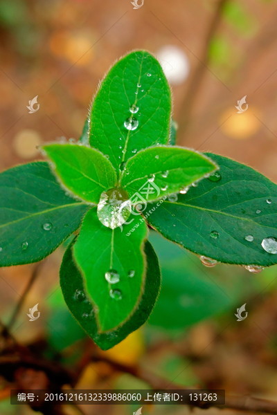 叶片上的水珠,绿叶雨滴