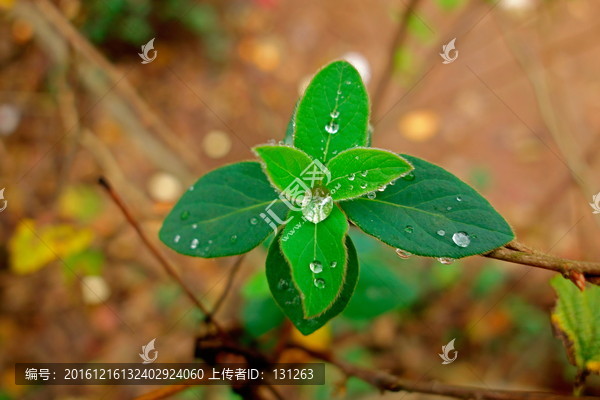 叶片上的水珠,绿叶雨滴