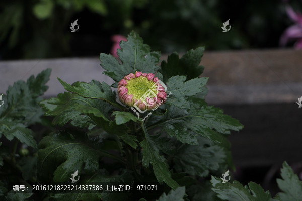 菊花