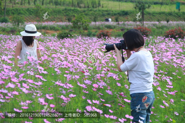 拍格桑花