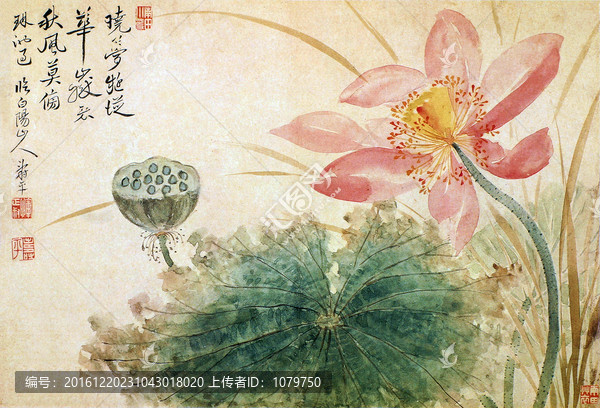 出水芙蓉