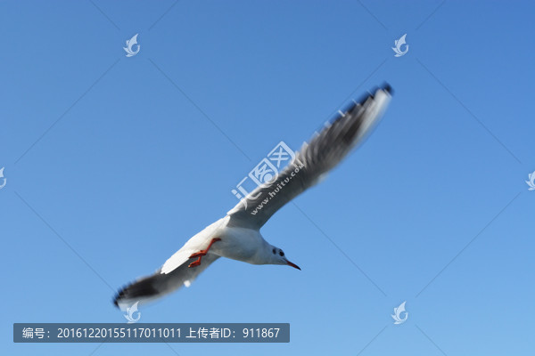 空中飞鸟