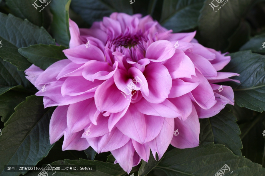 粉菊-匯圖網(wǎng) fosd68.com 粉菊