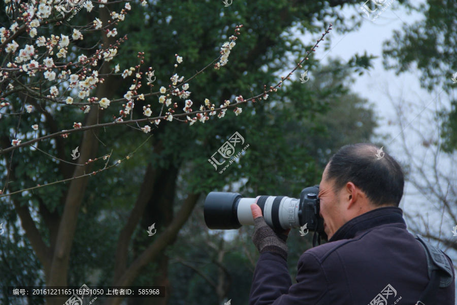 摄影师拍梅花