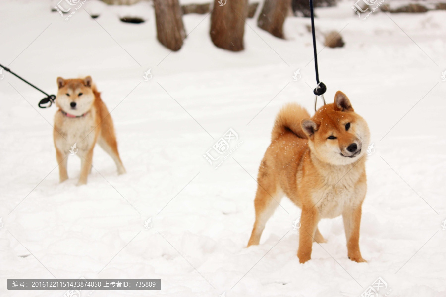 雪地柴犬