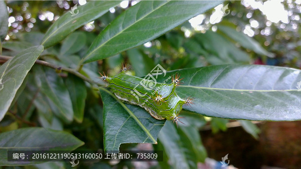 刺蛾科幼虫