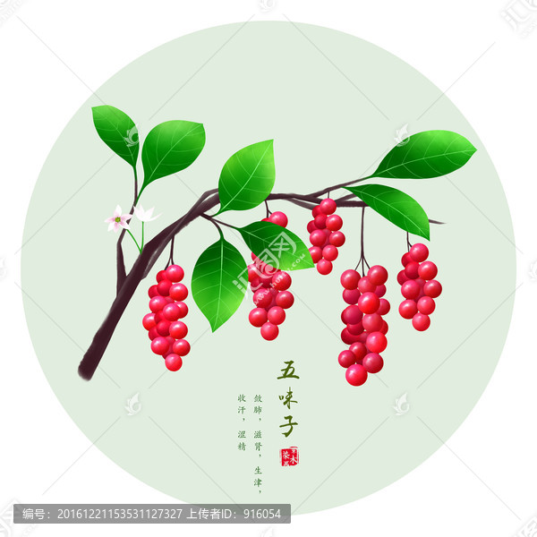 五味子,手繪五味子