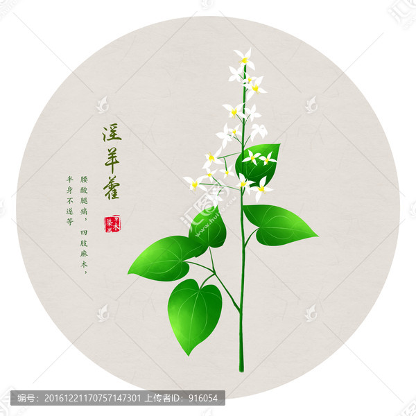 淫羊藿,手繪淫羊藿