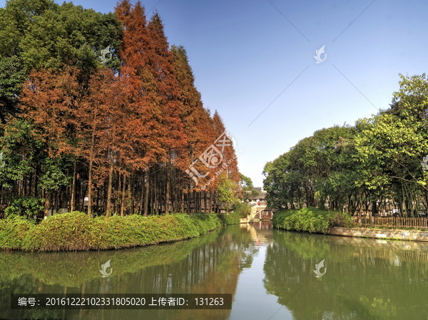 乌镇东栅,水杉林,溪流河道