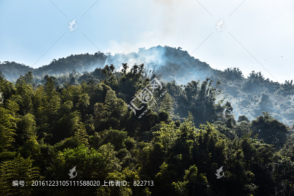 高山树木