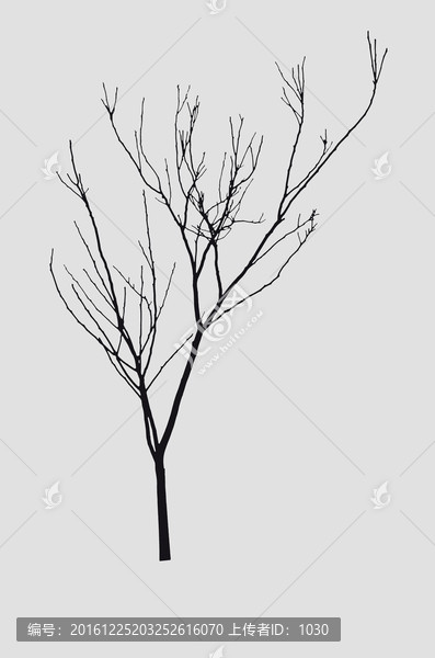 樹木剪影