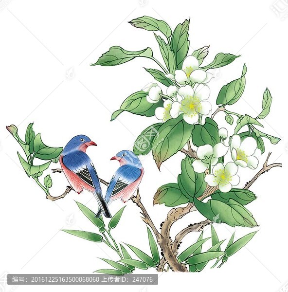 茶花鳥,圖層分層