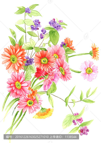 小雛菊
