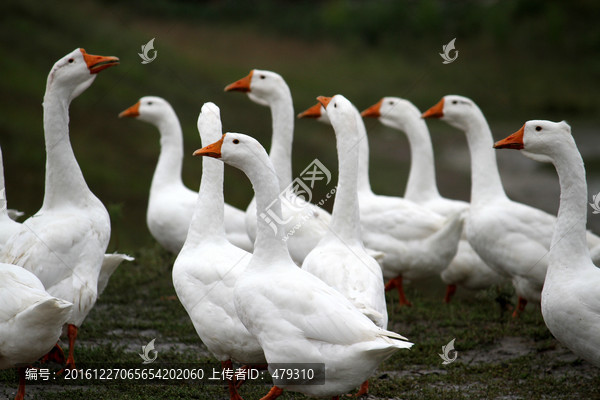 大鹅,鹅,TIF格式,养殖