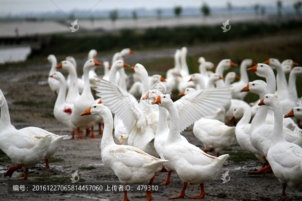 大鹅,鹅,TIF格式