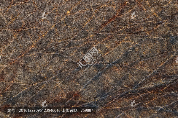 動物紋理