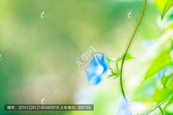 牽牛花