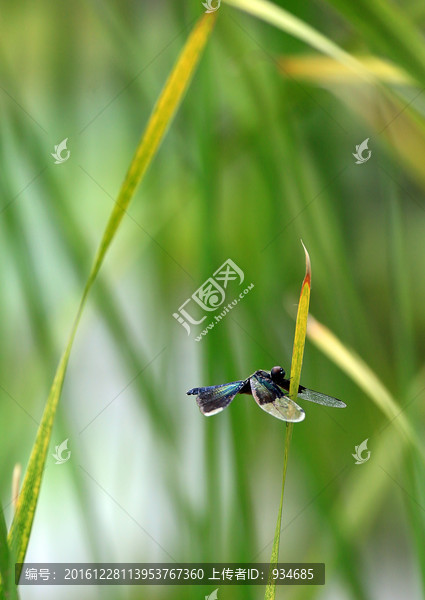 蜻蜓戏水