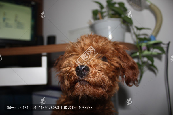 泰迪犬