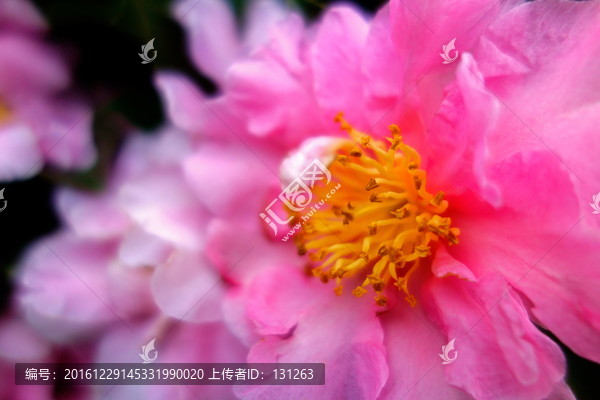 茶梅,粉色山茶花,花蕊