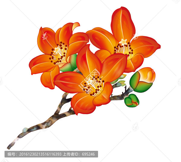 紅色木棉花