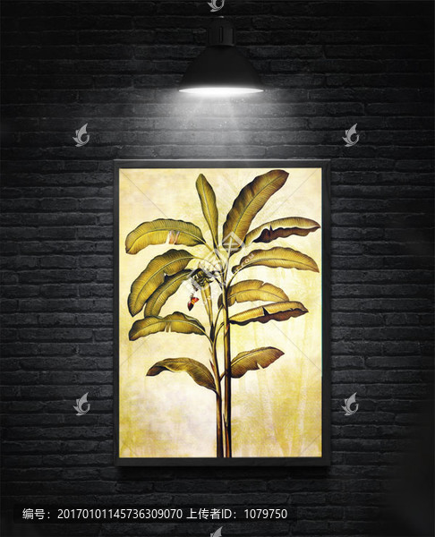 芭蕉樹(shù)ZSY,合層