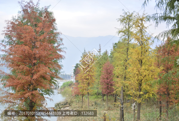 花海公园秋景