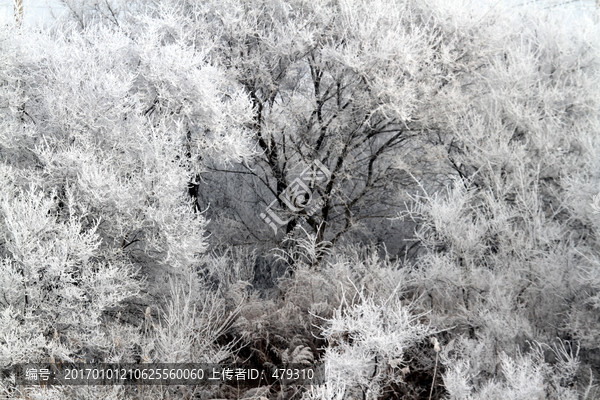 雾凇,冬天,雪景,玉树琼枝