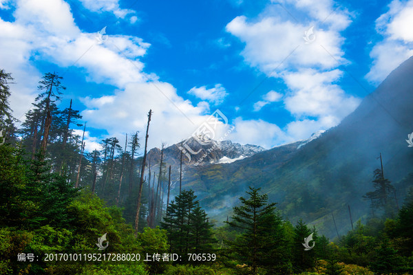 西藏,山谷,云雾,雪山,森林