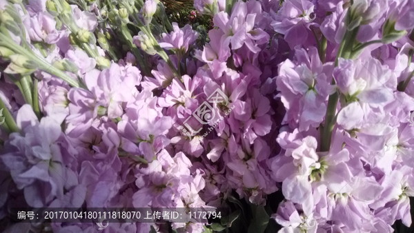 碎花,紫色小花,浪漫情怀