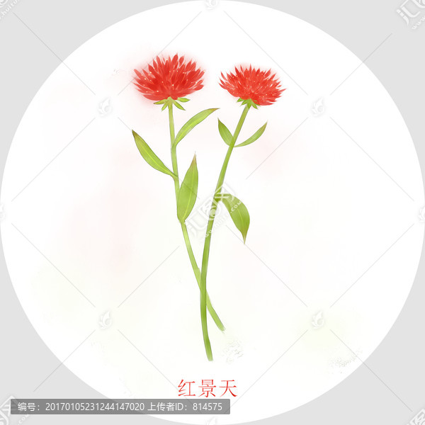 红景天,水彩面膜包装花卉