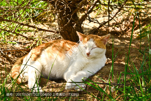 猫咪,黄花猫咪,卧姿,宠物猫