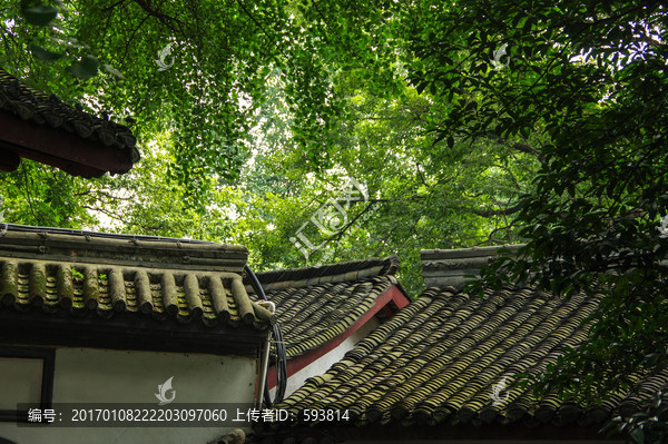 中式园林古建筑屋檐屋脊绿银杏叶