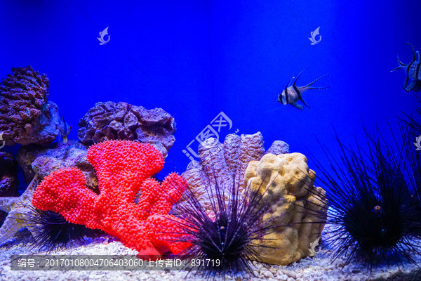 鱼缸背景图,珊瑚,鱼缸造景