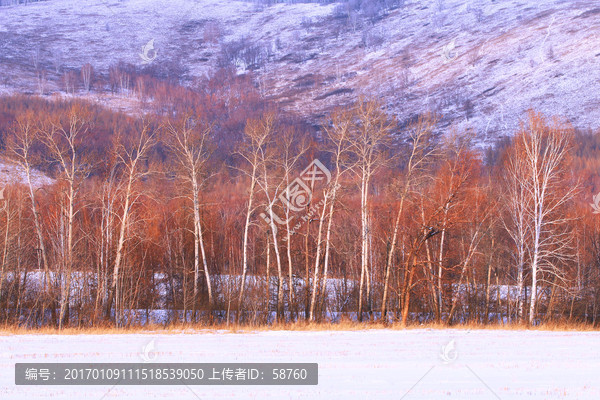 雪野白桦林雪景