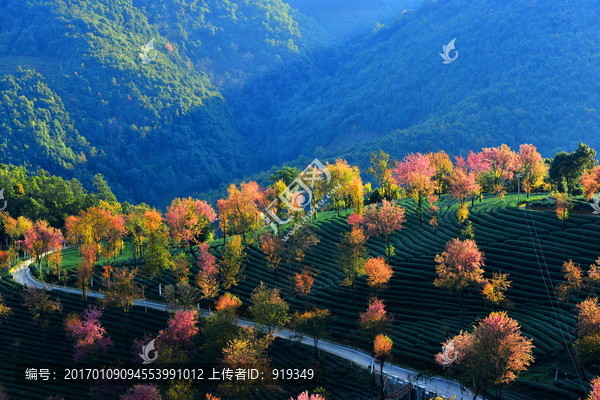 无量山樱花谷