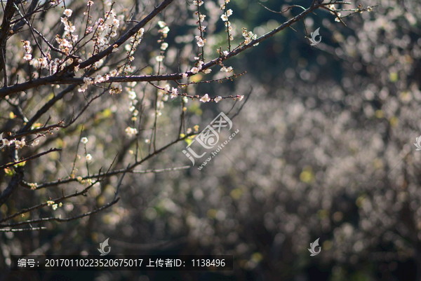 广州萝岗香雪梅花