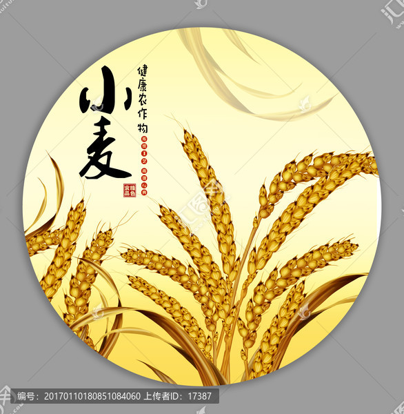 小麥插畫