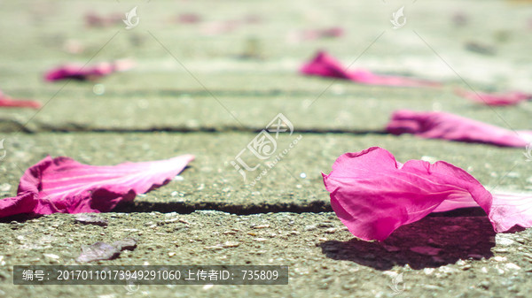 落花-匯圖網(wǎng) fosd68.com 落花