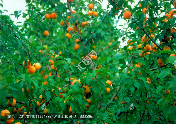梅杏果树