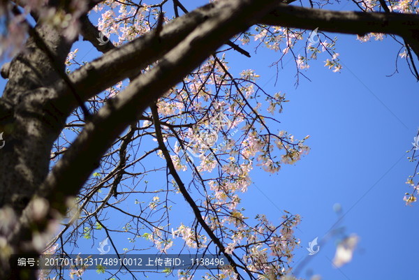 广州华南师范大学异木棉