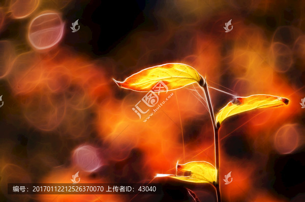光繪枝葉
