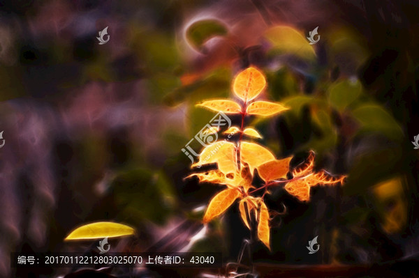 光繪枝葉