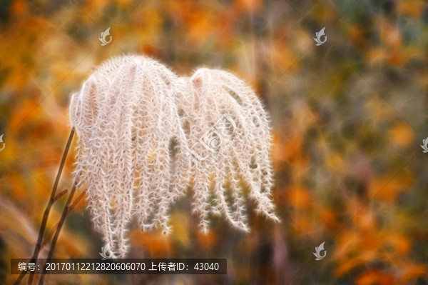 蘆葦花