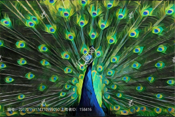 孔雀裝飾畫