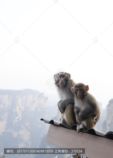 张家界,武陵源,著名景点,猴子