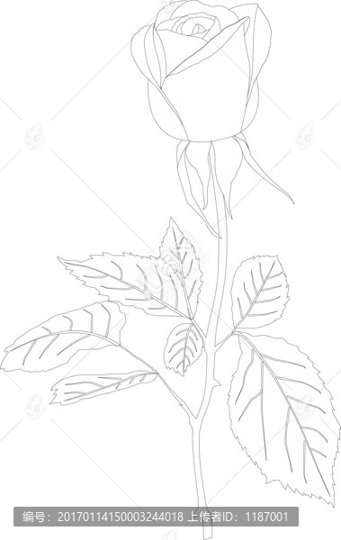 玫瑰線稿
