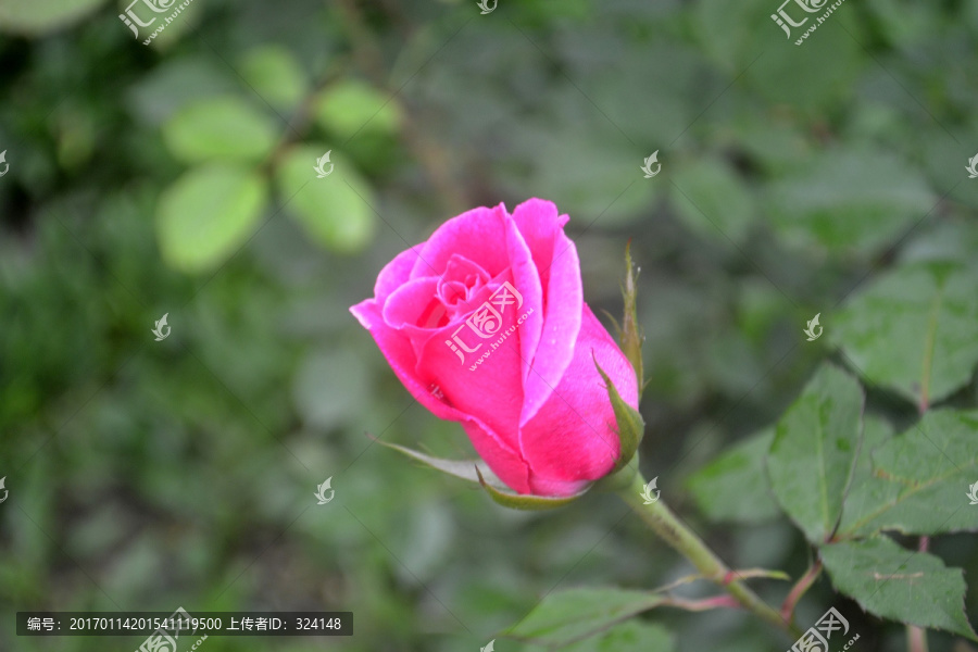 月季鮮花