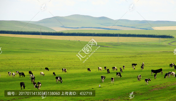 夏季草原牧场牛群